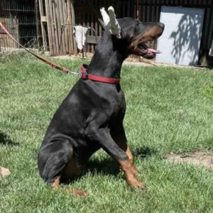 Doberman Vrhunski Štenci