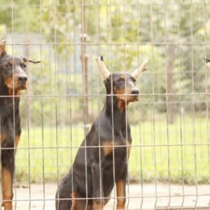 Doberman Vrhunski Štenci