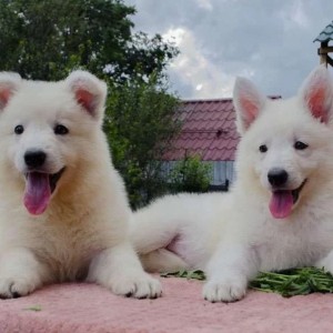 Svajcarski Beli Ovcar i Skotski Ovcar stenci
