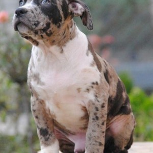 American bully xl