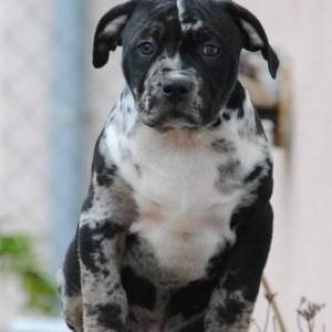 American bully xl