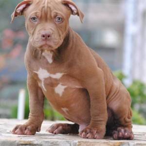 American bully xl