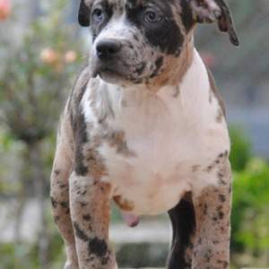 American bully xl