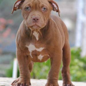 American bully xl