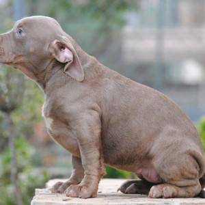 American bully xl