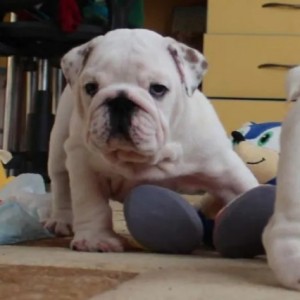 Engleski buldog i Mops stenci na prodaju