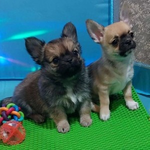Civava i Maltipoo stenci