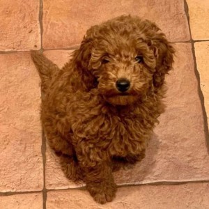 Civava i Maltipoo stenci