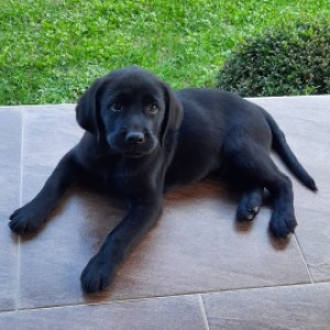 Labrador štenci