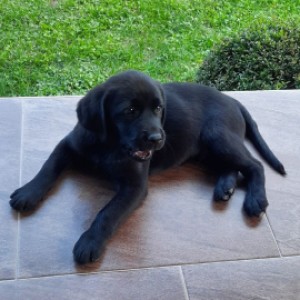 Labrador štenci