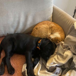Labrador štenci
