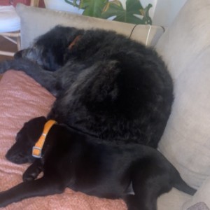 Labrador štenci