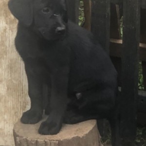 Labrador štenci