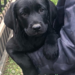 Labrador štenci