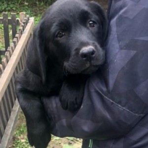 Labrador štenci