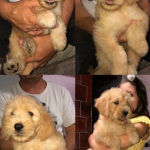 Goldendoodle