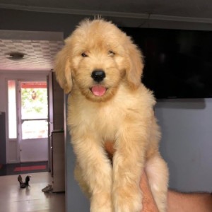 Goldendoodle