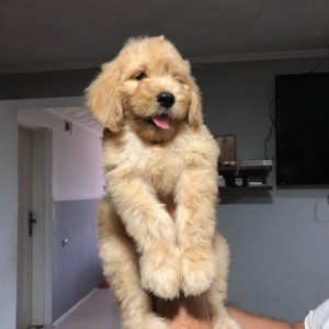 Goldendoodle