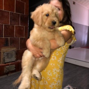Goldendoodle