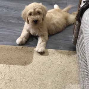 Goldendoodle