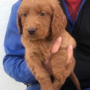 Goldendoodle