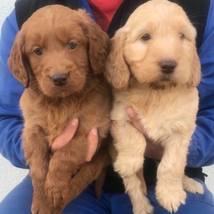 Goldendoodle