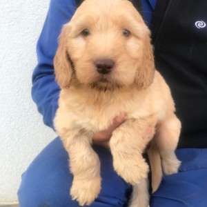 Goldendoodle