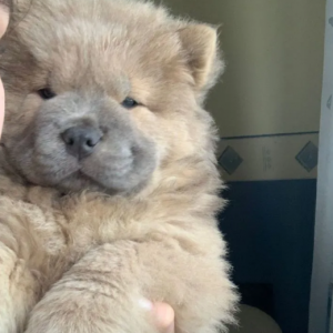 Bobtejl i Chow Chow stenci