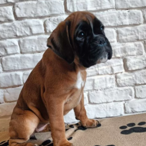 Nemacki Boxer i Nemacki Ovcar stenci