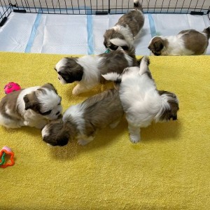Prodaju se lijepi muški i ženski štenci Shih Tzua