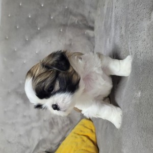 Prodaju se lijepi muški i ženski štenci Shih Tzua