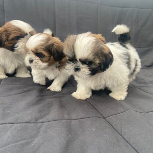 Vrlo zdravi i slatki štenci Shih Tzua