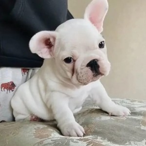 Francuski buldog i Coton de tulear stenci