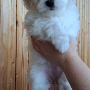 Francuski buldog i Coton de tulear stenci