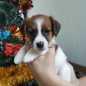 Jack Russell i Nemacki lovni terijer stenci