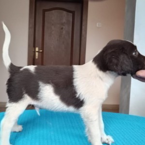 Mali Misterlender štenci