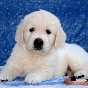 Labrador i Zlatni Retriver