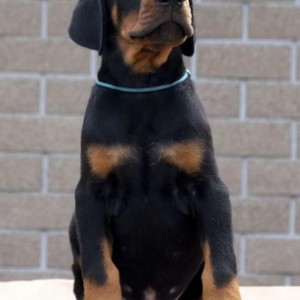 Doberman i Rotvajler stenci