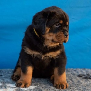 Doberman i Rotvajler stenci