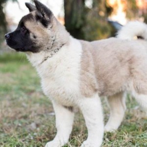 Američka Akita, štenci