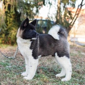 Američka Akita, štenci