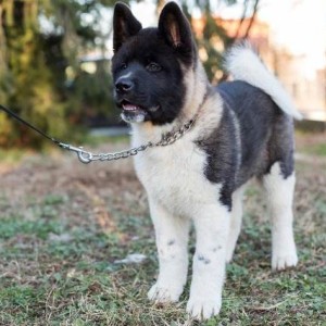 Američka Akita, štenci