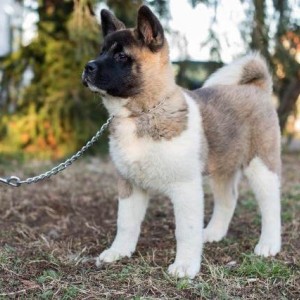 Američka Akita, štenci