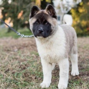 Američka Akita, štenci