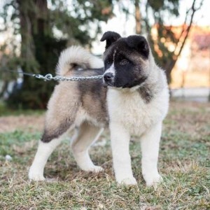 Američka Akita, štenci