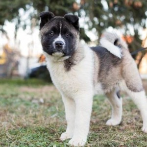 Američka Akita, štenci