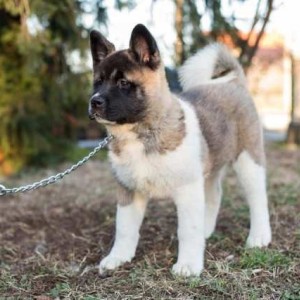 Američka Akita, štenci
