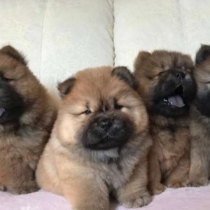 Chow chow i Vajmarski pticar stenci