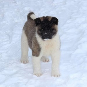 Americka Akita i Japanska Akita stenci
