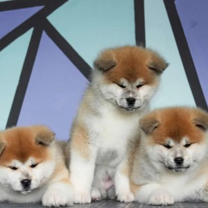 Americka Akita i Japanska Akita stenci